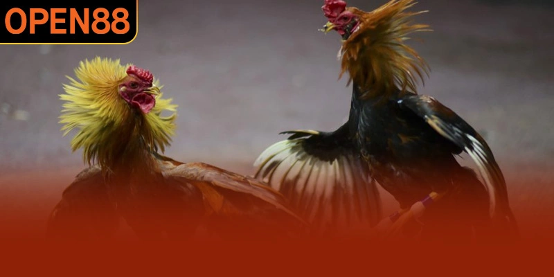 Đá Gà OPEN88 - Chuyên mục rất được quan tâm hiện nay